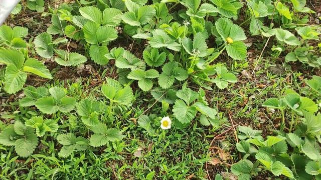 Садовые дела 29-30.04.23. Цветут магнолия и тюльпаны. смотреть онлайн