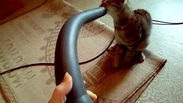 Кошка и пылесос смотреть до конца смотреть онлайн