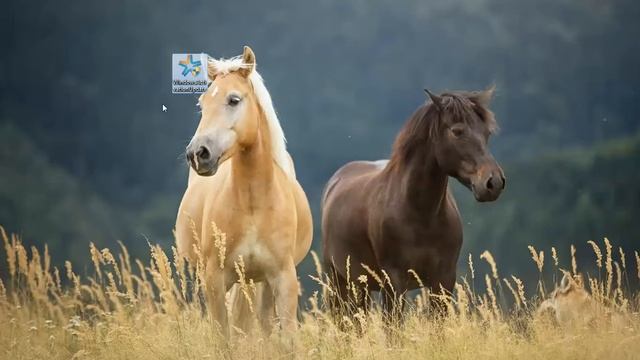 Проверка Windows 7 на валидность (легальность активации) смотреть онлайн