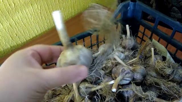 Хранение чеснока конец марта смотреть онлайн
