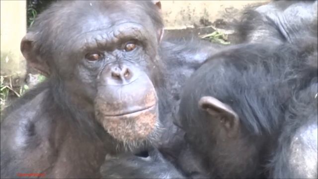 Chimps Cherry, Berry & Bonbon