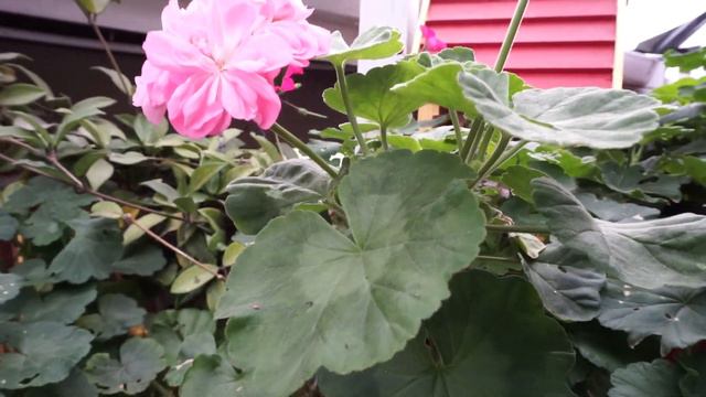 Rose Geraniums смотреть онлайн