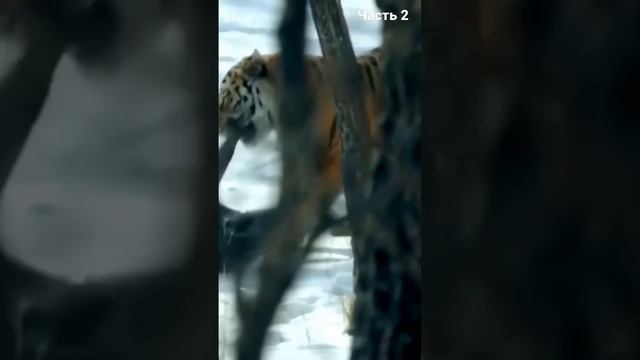 Амурский Тигр 2 смотреть онлайн