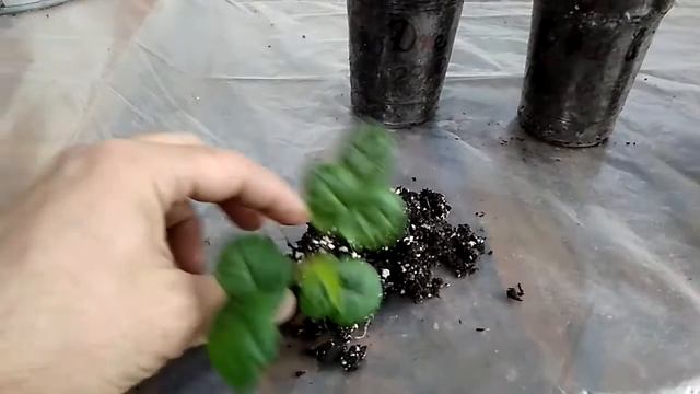Мощный корень ежевики "Блек Джем" Пикировка в стаканы. смотреть онлайн