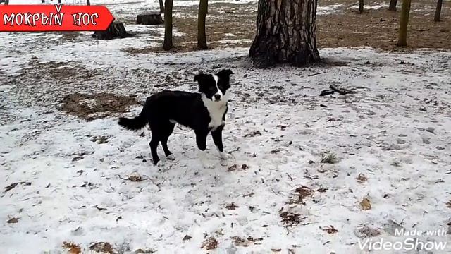 Дрессировка Малховера / ротвейлер + немецкая овчарка. Азы для начинающих смотреть онлайн