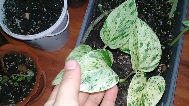 🌺Мои комнатные цветы.🌺Похолодало.🌺Занесла цветы с балкона.🌺Зацвёл гибискус.🌺Ноябрь 2019.🌺 смотреть онлайн
