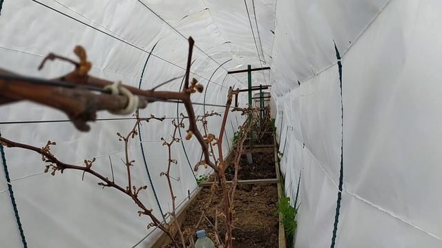 Майские сюрпризы на винограднике, 08.05.2023 г. в ночь на 09.05.2023 г. смотреть онлайн