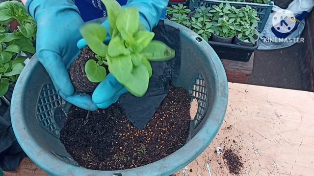 Формируем подвесное кашпо с отверстиями петунией Сферика. смотреть онлайн