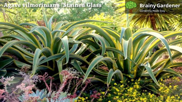 Agave vilmoriniana ‘Stained Glass’: How to Keep it Healthy смотреть онлайн
