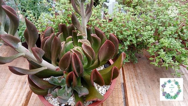Echeveria dark vader смотреть онлайн