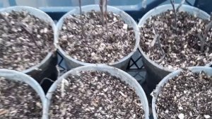 208. Пробую размножить березу черенками.