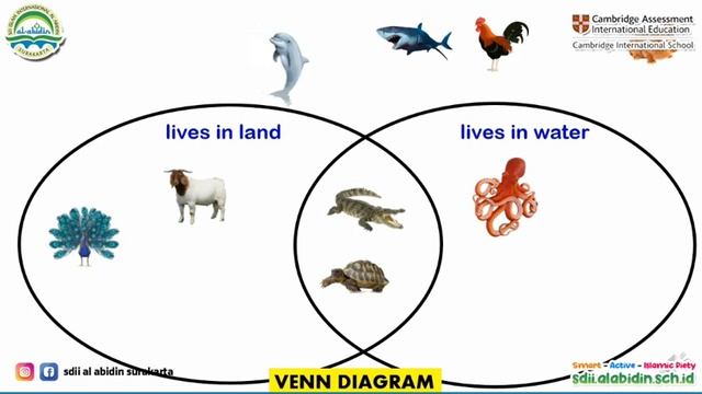 Grade 1: Math Camb "Venn Diagram and Carroll Diagram" смотреть онлайн