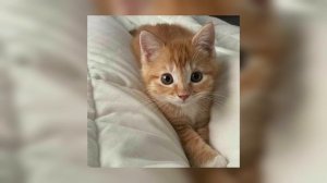 mirèle - скинь котиков (speed up/nightcore) | marshex