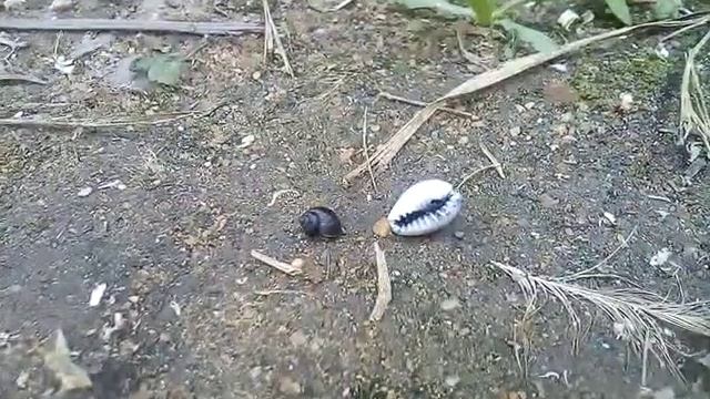 Морские ракушки ктота выкинул на улицу(2) смотреть онлайн