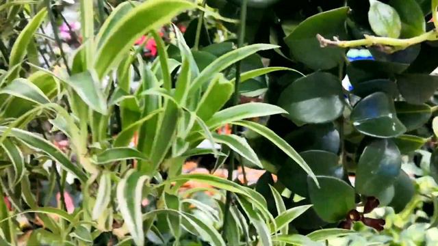 Foydali Xonaki Gullar