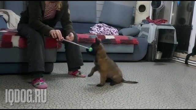 Дрессировка щенка. Малинуа NikitA. 50 дней смотреть онлайн