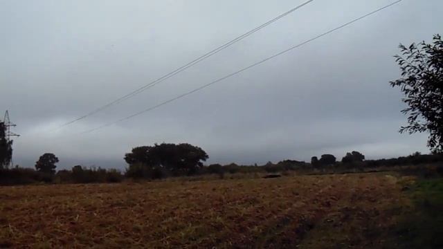 Зубр в конце огорода. Полоцк. д.Козьянки. 31.08.2020г. смотреть онлайн