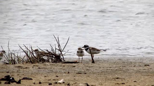 Пісочник великий Галстучник Ringed Plover, Пісочник малий Малый зуёк Little Ringed Plover смотреть онлайн