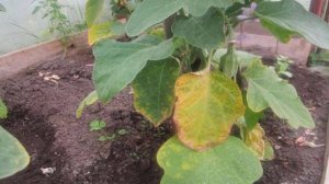 Желтеют листья у баклажан что делать