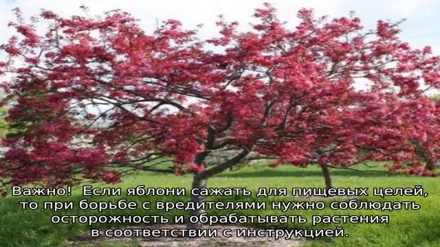 Яблоня Недзвецкого смотреть онлайн