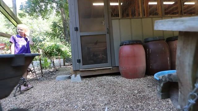 Are These Rare Chicken Eggs ACTUALLY Fertile? [Hatching Ayam Cemani Eggs] смотреть онлайн