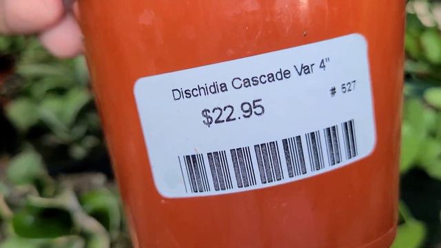 🌿🛒hoyas rare hoyas! mini houseplant shopping tour, neighborhood favorite plant nursery sep 2022 смотреть онлайн