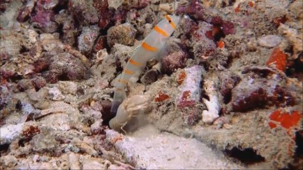 Мишари рашид ( СУРА ЯСИН )