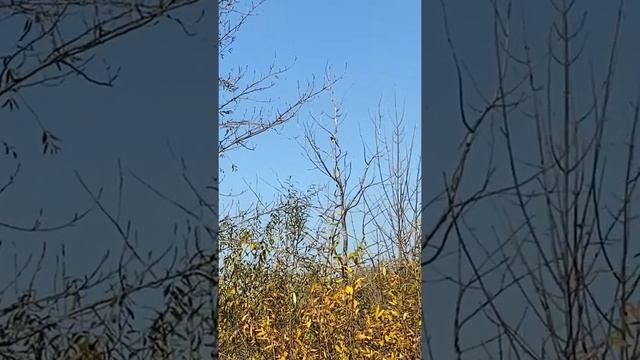 Говорливая сорока) смотреть онлайн