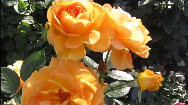 Мой Розовый Сад 2020г. "Гольдэльзе" ; "Ред Леонардо да Винчи";"La Mariee"; "Cinco de Mayo".Октябрь. смотреть онлайн