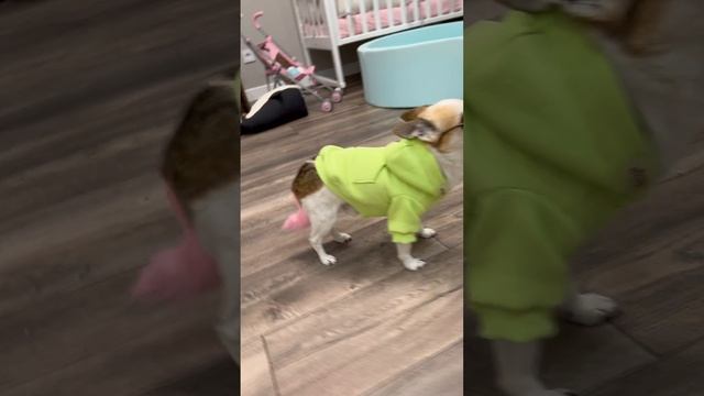 Крутая собака смотреть онлайн