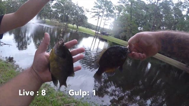 Gulp Alive Earthworms VS Live Worms - Fishing Bait Challenge смотреть онлайн