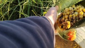 РЫБАЛКА на САЗАНА и АМУРА на ПРУДУ!!! В поисках ТРОФЕЙНОЙ РЫБЫ!!!