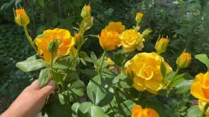 Роза Керио в саду, после сильной обрезки ✨??♀️✨??♀️✨