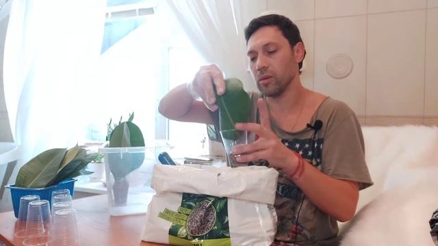 Размножение Фикус Каучуконосный . часть 1 смотреть онлайн