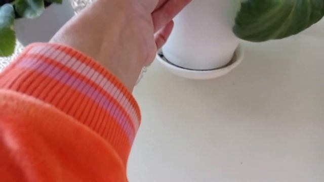 #глоксинья_из_семян Глоксинья из семян.Мой опыт выращивания и результат! смотреть онлайн
