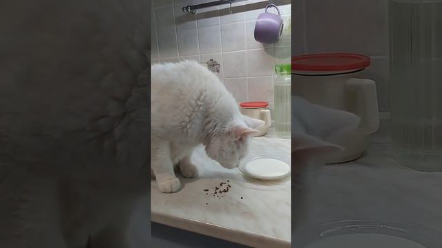 Это кот "Пряник". Каждое утро он "пьет" со мной кофе с молоком. смотреть онлайн