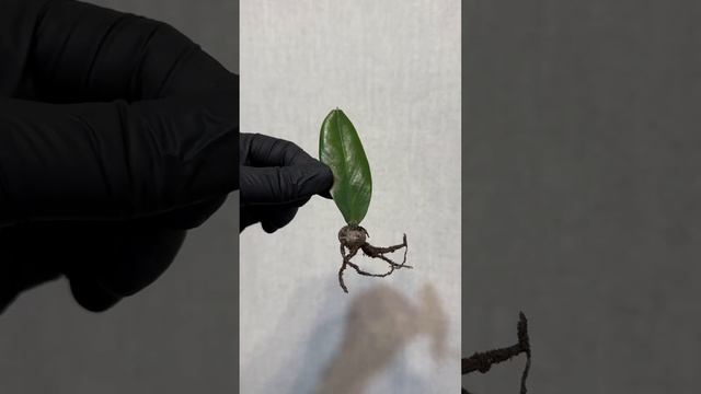 Замиокулькас из листа - удовольствие неспешное. От среза листа до ростка 15см прошло 2 года?