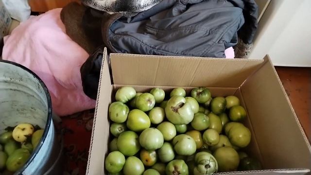 Яблочки.Яблочный спас.Гроза,ливни весь день.Закат обещает хорошую погоду. смотреть онлайн