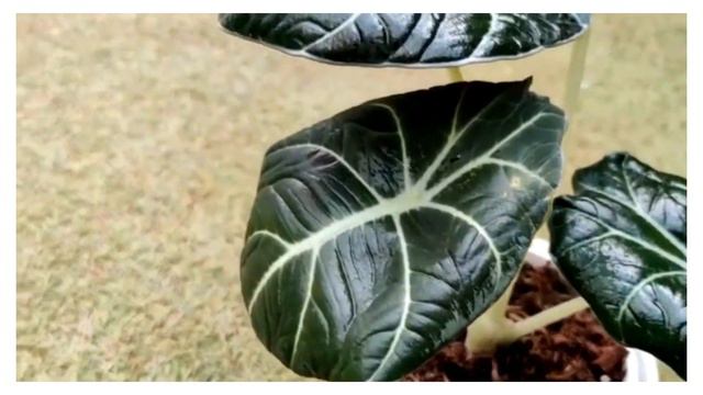 Alocasia Black Velvet Plant Alocasia Reginula смотреть онлайн