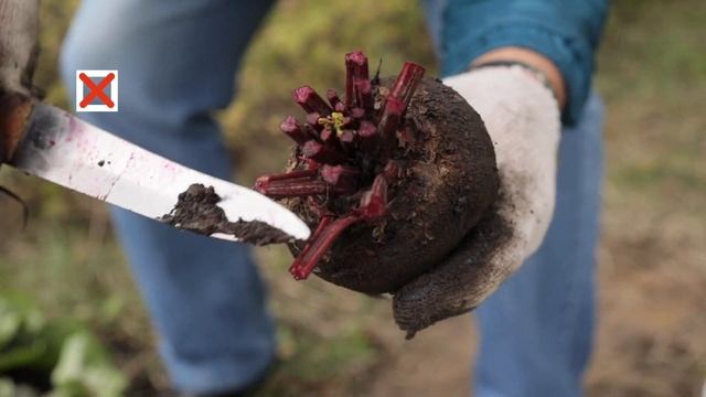 Как я СОХРАНИЛ МОРКОВЬ и СВЕКЛУ до лета. Секреты долгого хранения смотреть онлайн