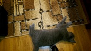 Смешная британская кошка играется с ковром - cat video about funny cat(mad cat )