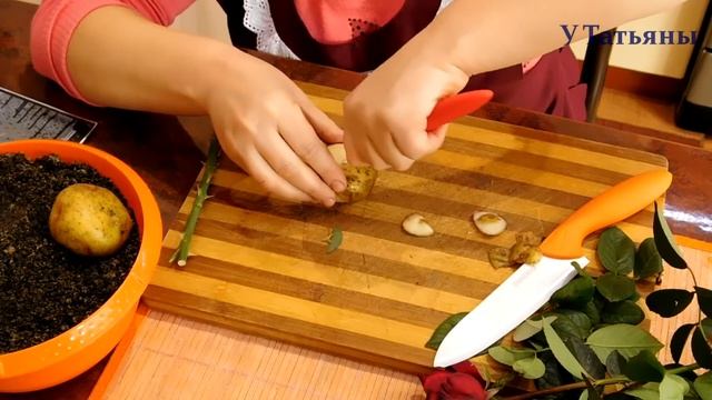 Роза из картошки. Как укоренить розу в картошке. Как вырастить розу из черенков в картошке. смотреть онлайн