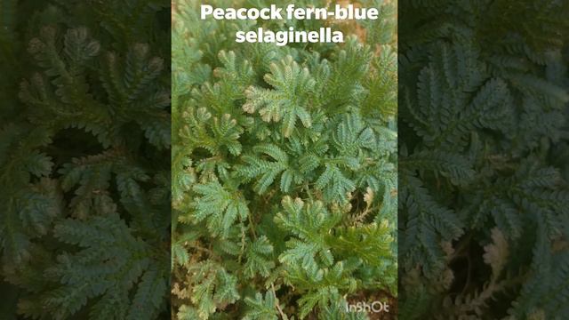 peacock fern-blue selaginella смотреть онлайн