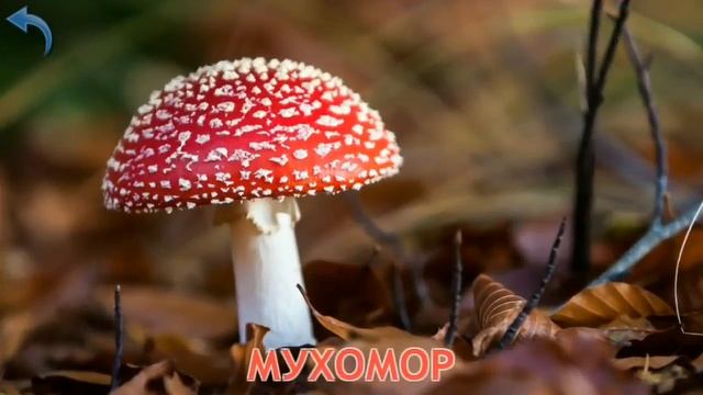 Карточки Домана Часть 11 Грибы