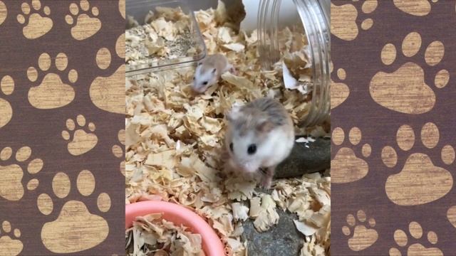 НАСТЯ И ПАПА приколы с ХОМЯЧКАМИ ДЖУНГАРИКАМИ)))