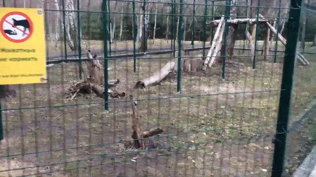 Белгородский зоопарк! + ужин в Лес/Лис. Кенгуру в УЖАСЕ! смотреть онлайн