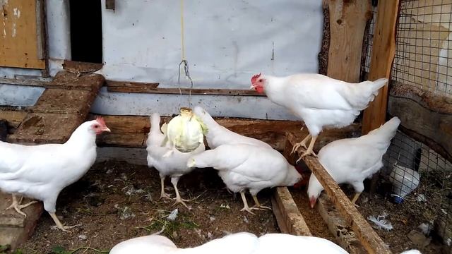 курочки породы "Леггорн" смотреть онлайн