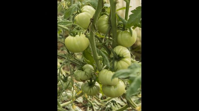 Огородные сказки. Томатная история. Автор: Екатерина Белорусова