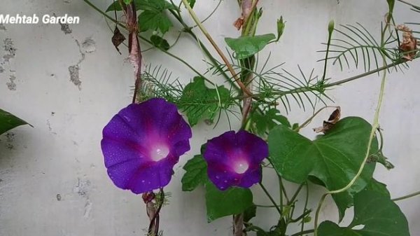 How To Grow And Care Morning Glory|| Creeper Vine Morning Glory || November December Care tips