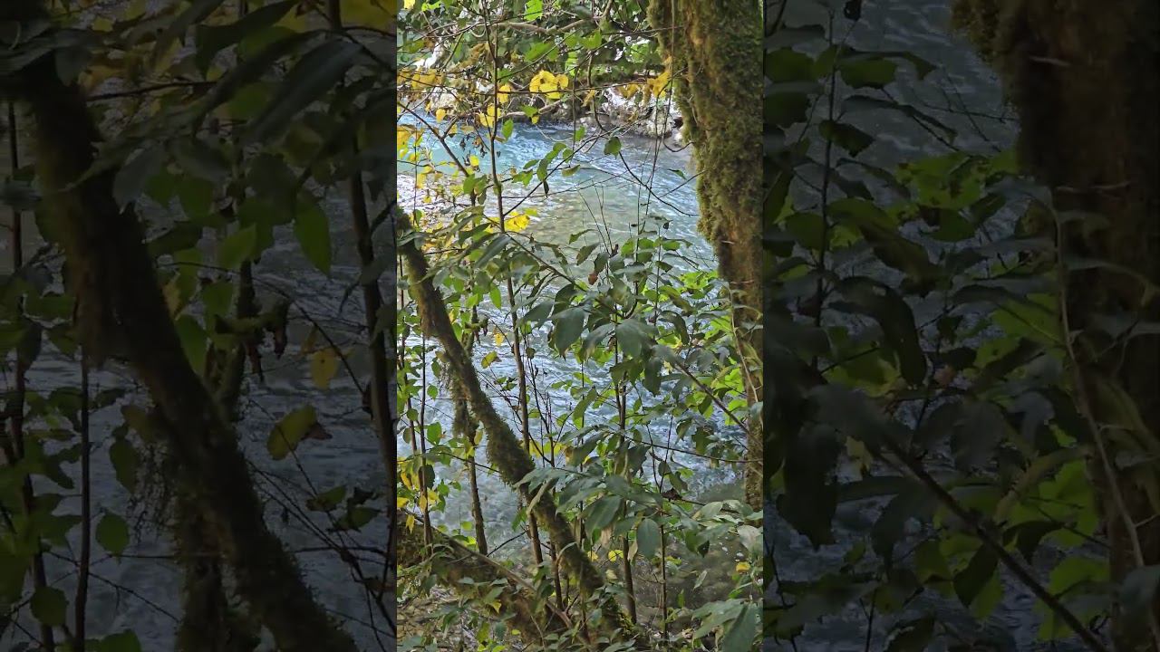река Хоста в Тисо-самшитовой роще #2024 #automobile #лето смотреть онлайн